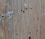 Borer holes not termite.